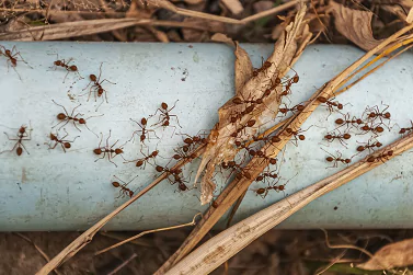 Ant Control Blairgowrie