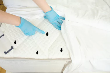 Bedbug Control Blairgowrie