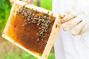 Bees Control Blairgowrie