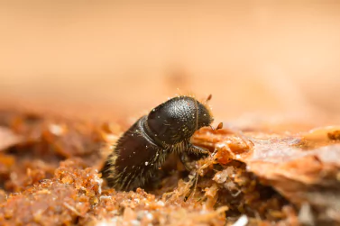 Borer Control Blairgowrie