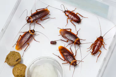 Cockroach Control Blairgowrie