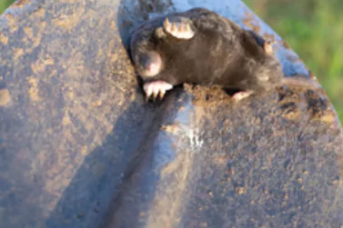 Dead Rodents Removal Blairgowrie