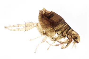Flea Control Blairgowrie