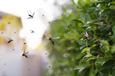 Mosquito Control Blairgowrie