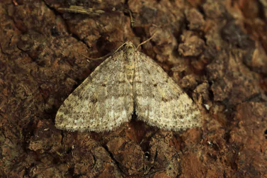 Moth Control Blairgowrie