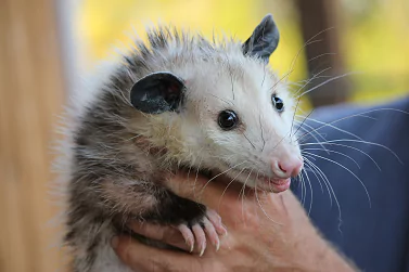 Possum Removal Blairgowrie