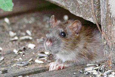 Rodent Control Blairgowrie