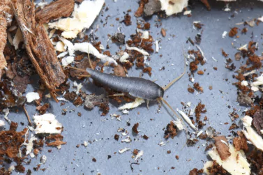 Silverfish Control Blairgowrie