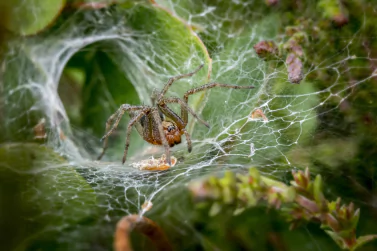 Spider Control Blairgowrie