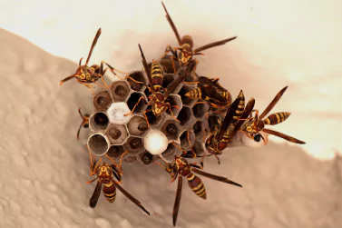 Wasp Control Blairgowrie